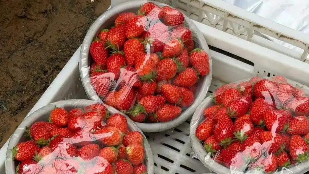 济南“草莓阿姨”爆火