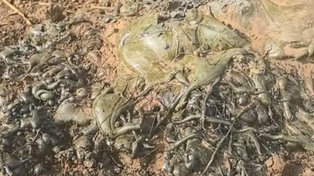  麦田现超大怪石 专家称是闪电熔岩