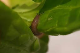   顾客称西塔老太太菜叶吃出鼻涕虫 缩略图