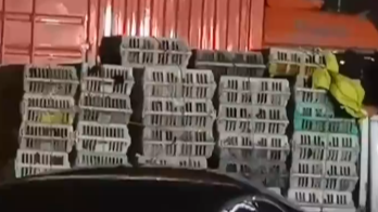 一车鸡集体打鸣吵醒整个服务区