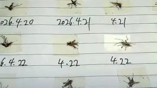  男子打死蚊子做标本 自制蚊子生死簿