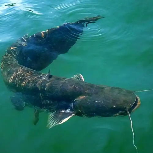 男子把手伸进鲶鱼池被突袭咬伤