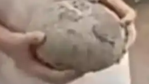 小孩哥在花坛发现2枚恐龙蛋化石