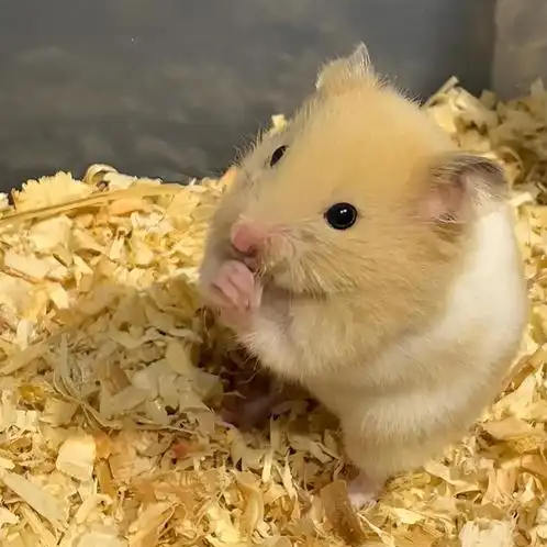 一短剧被指将仓鼠摔死后作为道具