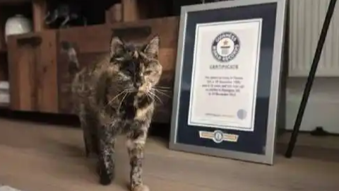 世界最长寿猫咪30岁了
