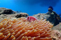   “我的工位在海底” 缩略图