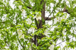   南京玄武湖“国宝”鸽子花开了 缩略图