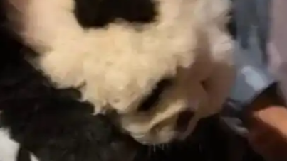 小狗被染成熊猫当拍摄道具 景区回应