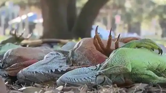  美国佛州再现“天降蜥蜴”