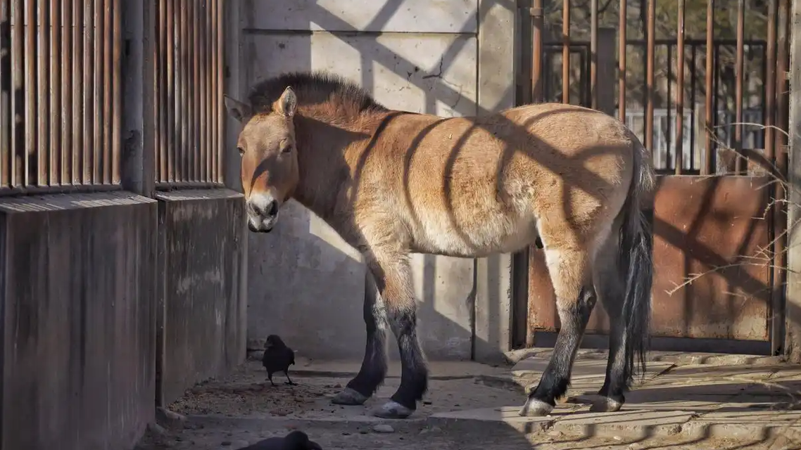  现存唯一野生马种 北京动物园有1只