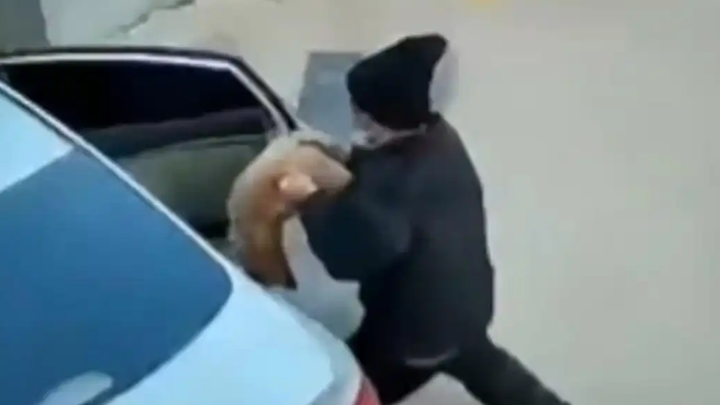 男子光天化日开车偷狗 女孩急得大哭