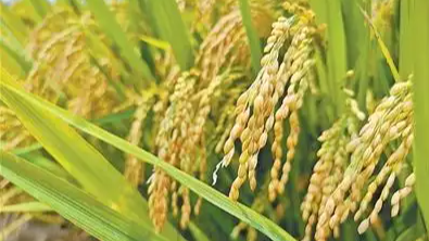 丰收时节看稻香里的新品种