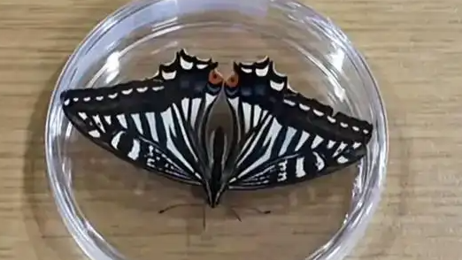 重庆大学团队成功孵化“太空蝴蝶”