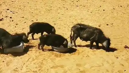 10万头黑猪让沙漠变绿洲 当地回应