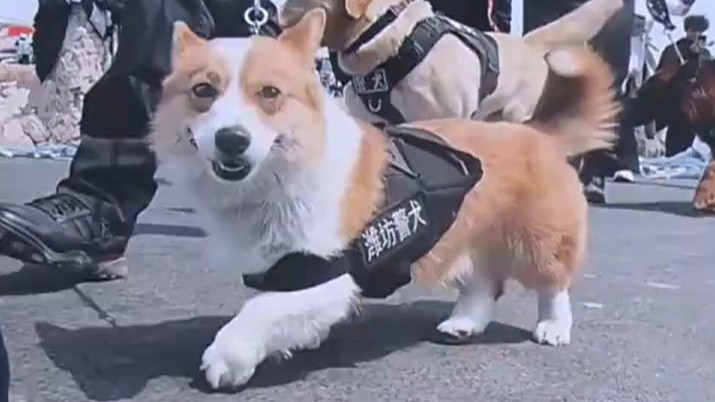上班時間搶小朋友烤腸 警犬被通報