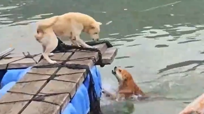 狗子渡海而来只为和另一只狗打架