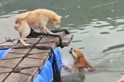 狗子渡海而来只为和另一只狗打架