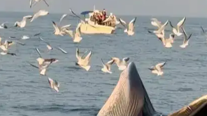 涠洲岛游客近距离看鲸鱼捕食