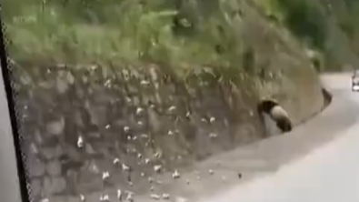  司机临时改道偶遇野生大熊猫