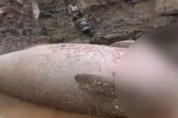   泰国海岸惊现被斩首“美人鱼” 缩略图