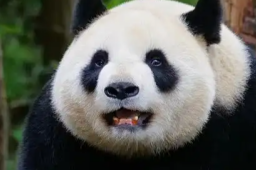   大熊猫九九遭游客故意投掷打火机 缩略图