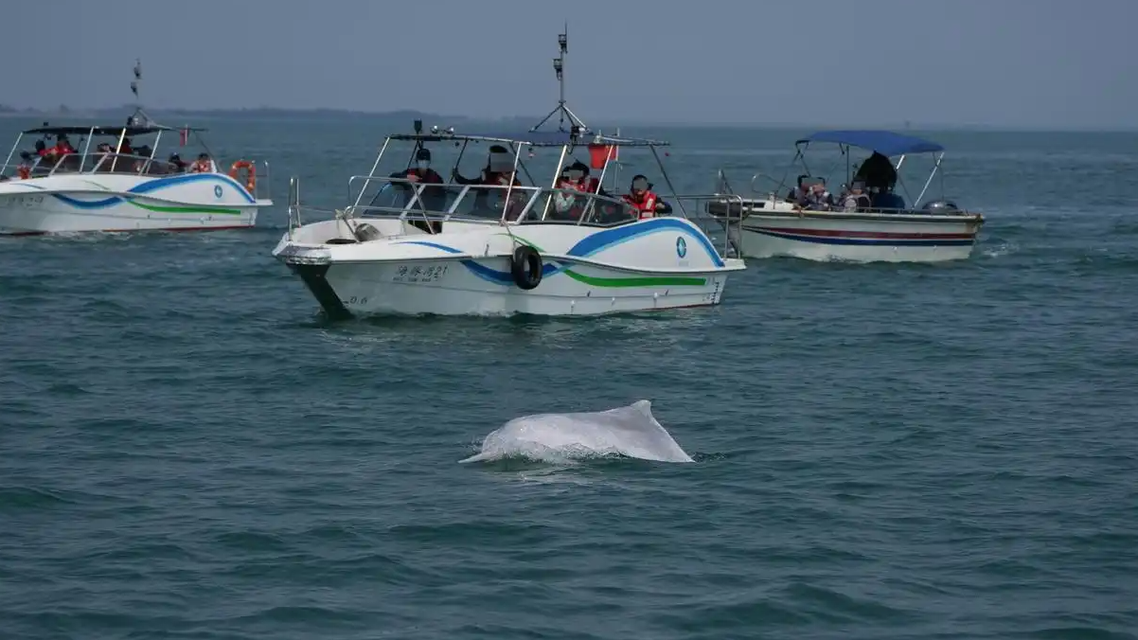  被“过度围观”的粉色海豚
