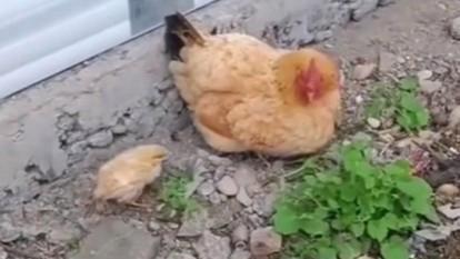 母鸡俯身把小鸡背在身上