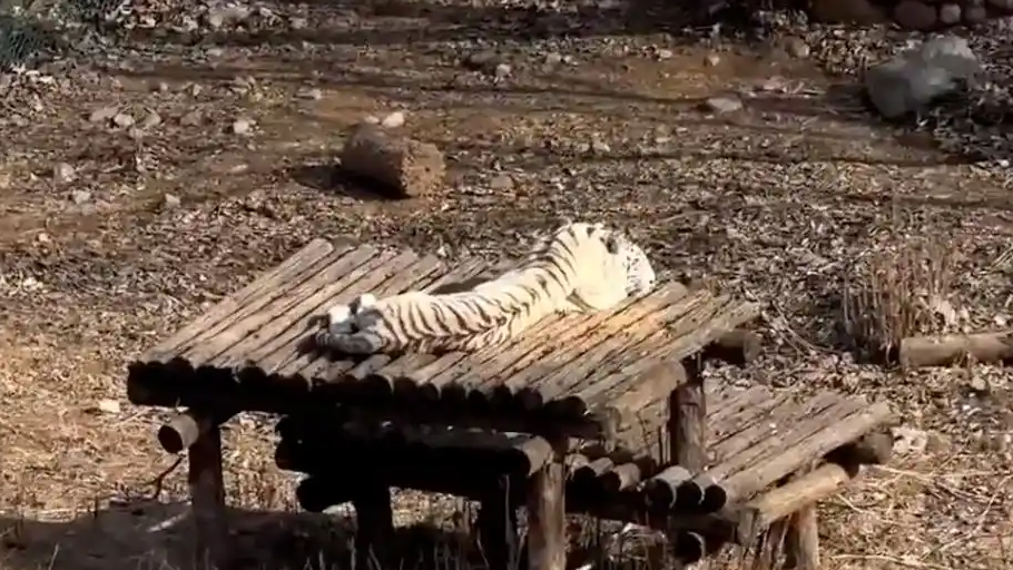  饲养员回应白虎被指瘦成纸片