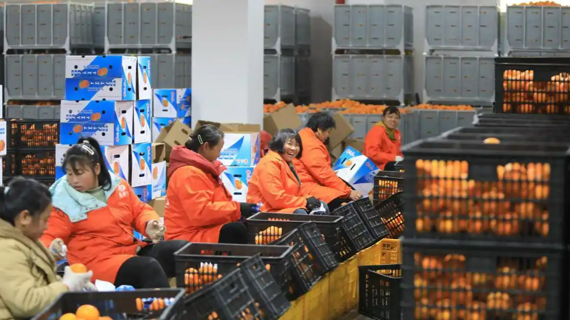 14298亿斤！2025年我国粮食产量再创新高