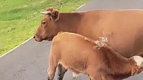 母牛公路上哺乳无人按喇叭催促