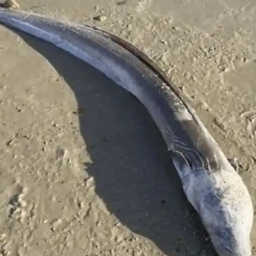 英国海边出现巨型“海怪”