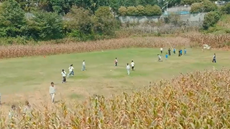 玉米地里上演野生运动会