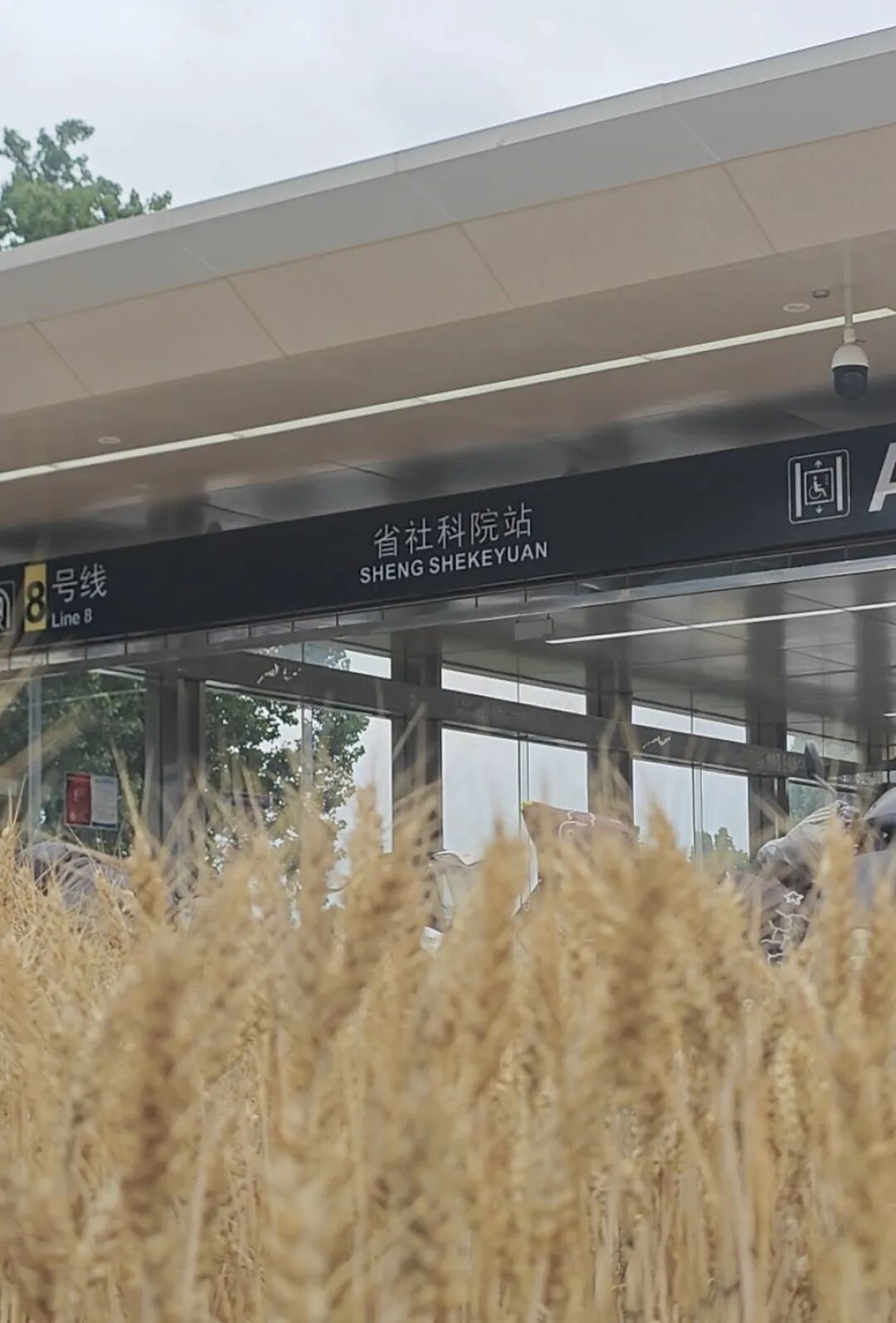 郑州绿化带小麦产量有点低 官方回应