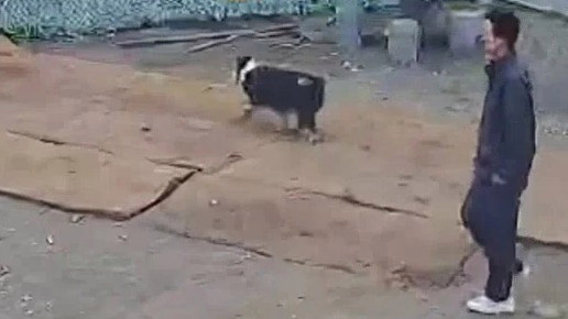 男子遭马犬扑咬神走位躲过