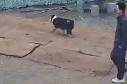   男子遭马犬扑咬神走位躲过 缩略图