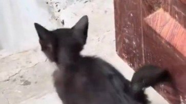 婆婆花5元买的小黑猫身价涨到85元