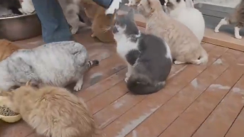 重庆3万平米的流浪猫公园走红