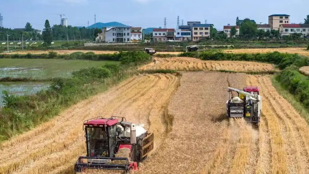  “你的麦子熟了 整个中国替你收”
