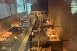 猪景房8888元一晚 送6888元两头乌