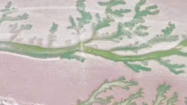 鄱阳湖现春日“大地之树”奇观