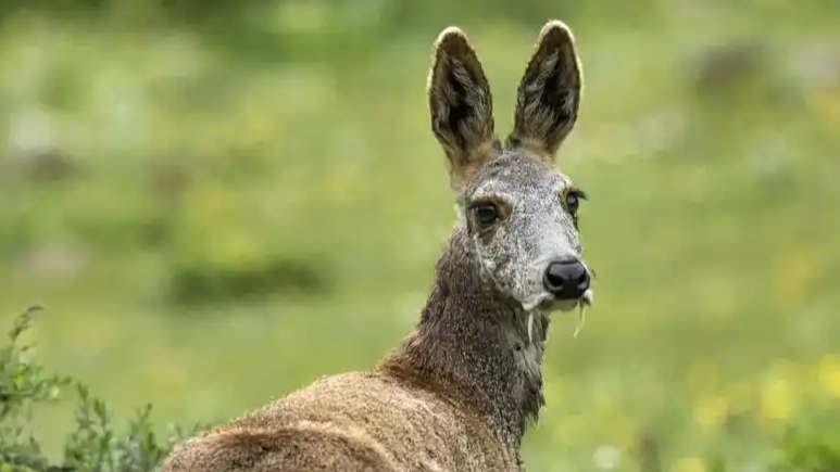 甘肃武威有牧民在河谷拍到马麝