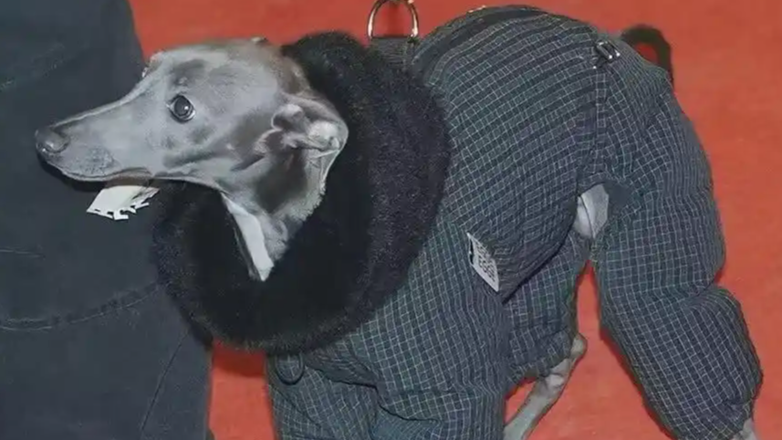 北京黑色羽绒服选美大赛冠军是只小狗