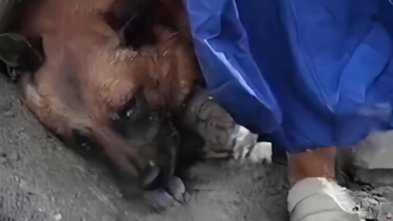 搜救犬在吉隆口岸搜救累到趴地