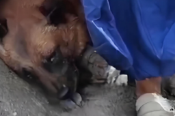 搜救犬在吉隆口岸搜救累到趴地