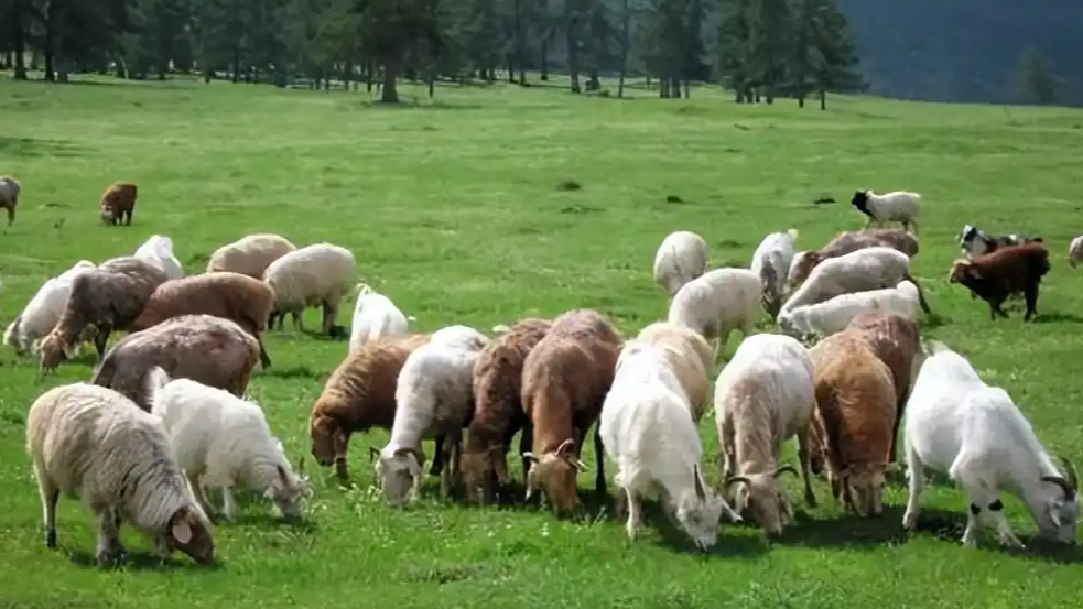 月薪1.6万放羊老板称很多90后求职