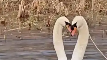  真正的“天鹅舞”原来是这样的