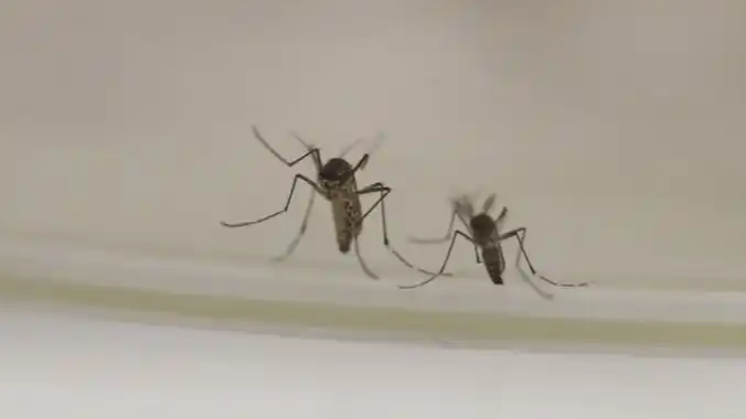 冬天咬人的蚊子已经出现了