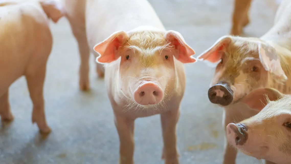 猪肉比西红柿便宜