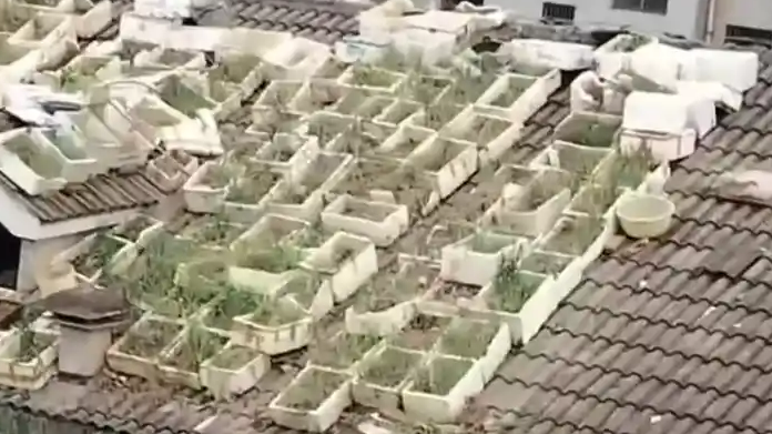 男子在楼顶斜坡种百盆菜 社区回应