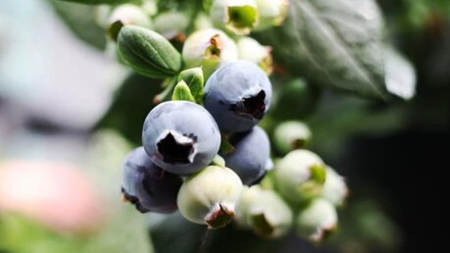 半斤19.9元 今年蓝莓怎么这么便宜